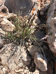 Festuca brachyphylla