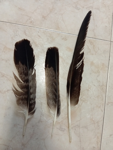 Plume de Aigle ibérique