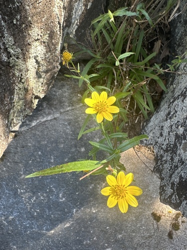 Image of Helianthus porteri by no rights reserved