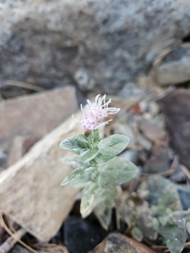 Image of Ageratina occidentalis by (c) willingarden, some rights reserved (CC BY)