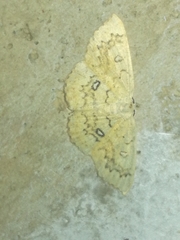 Cyclophora annularia
