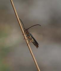 Oberea erythrocephala