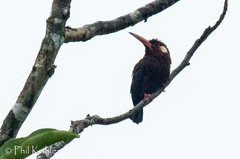 Galbalcyrhynchus leucotis