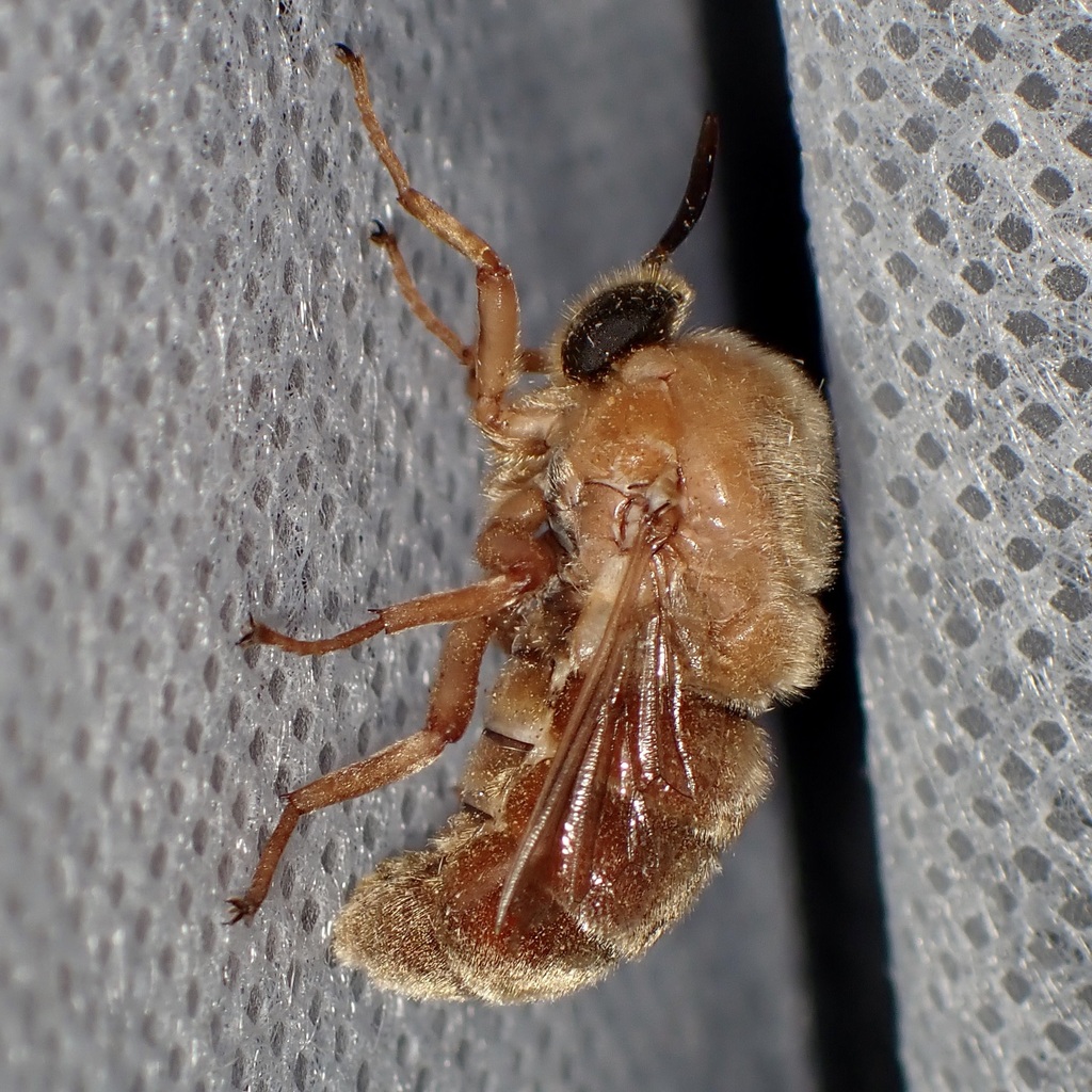 Ocnaea auripilosa