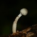 Mucidula mucida (Mucidula mucida)