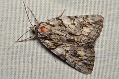 Catocala verrilliana