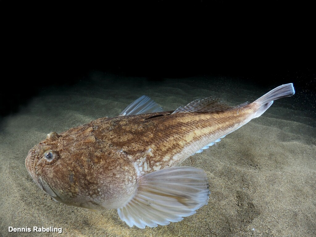 Atlantic Stargazer