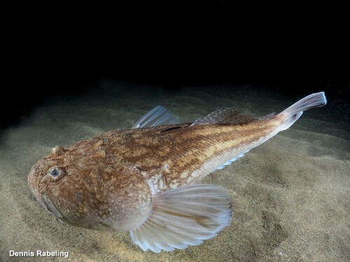 Uranoscopus scaber Linnaeus, 1758