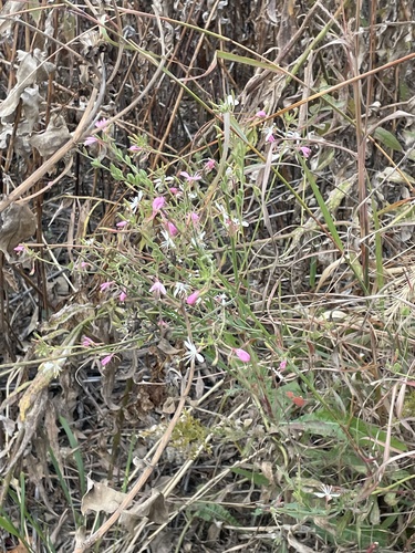 Image of Oenothera gaura by no rights reserved