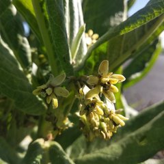 Asclepias notha