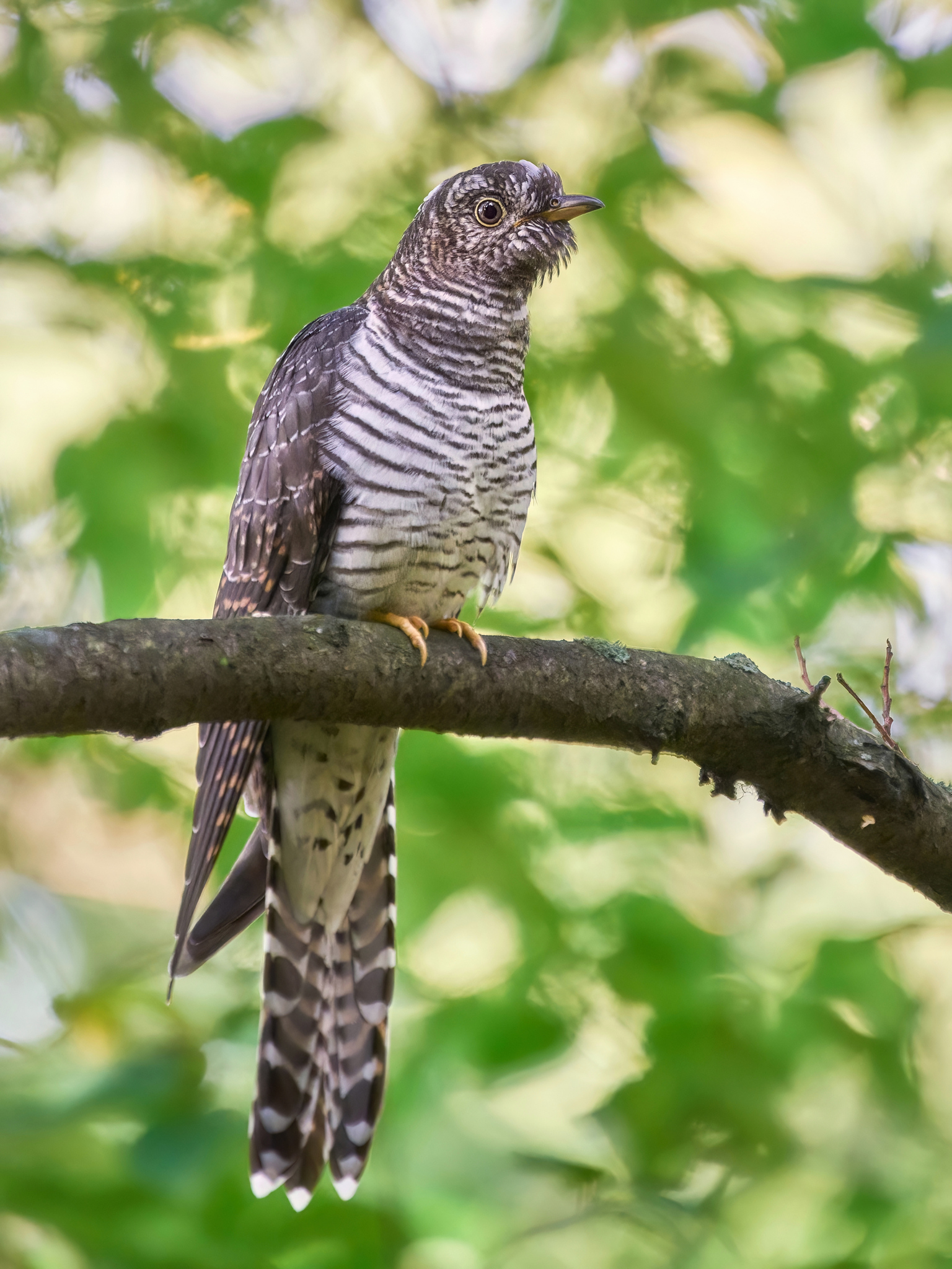 Common Cuckoo (Cuculus canorus)