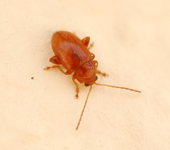 Neocrepidodera transversa