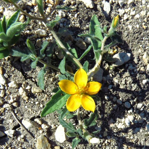Image of Stick-Leaf (Mentzelia oligosperma) by (c) Annika Lindqvist, some rights reserved (CC BY)