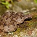 Mexican Horned Pit Viper - Photo (c) Alejandro Calzada, some rights reserved (CC BY-NC), uploaded by Alejandro Calzada