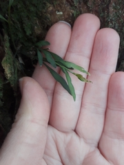 Asplenium flaccidum flaccidum
