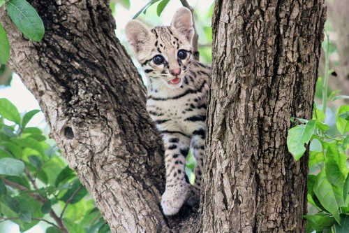 Leopardus pardalis