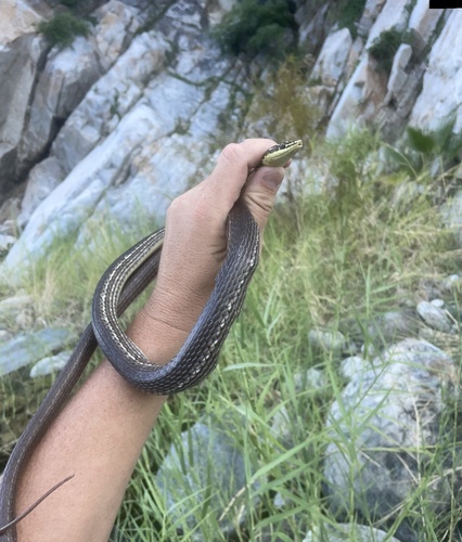 Photo of a Cape Striped Whipsnake (Masticophis aurigulus)