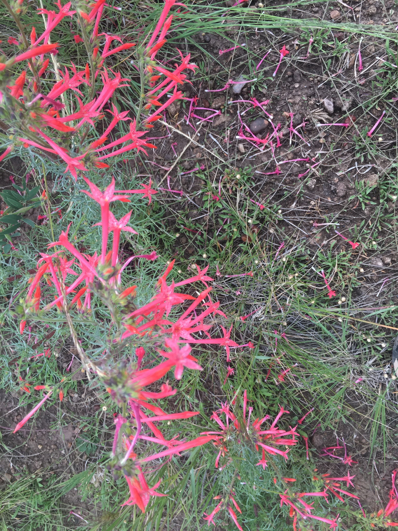 Scarlet Gilia (Ipomopsis aggregata)