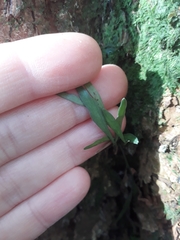 Asplenium flaccidum flaccidum