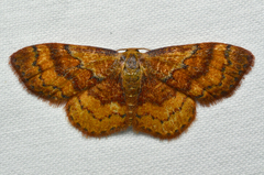 Leptostales rubromarginaria