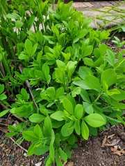 Baptisia australis