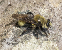 Laphria posticata