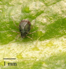 Rhopalosiphum padi