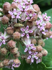 Macrodactylus subspinosus