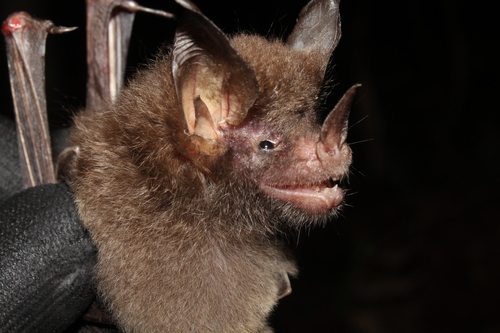 Graybeard Bat