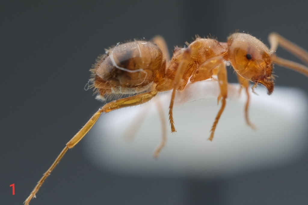 Lasius sabularum