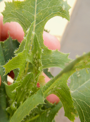 Acyrthosiphon lactucae