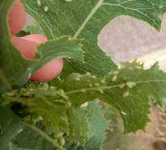 Acyrthosiphon lactucae