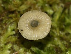 Entoloma rodwayi