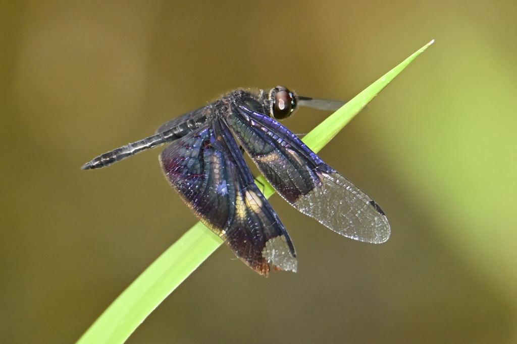Veiled Flutterer