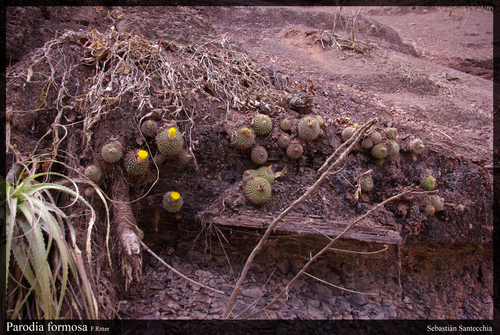 Parodia formosa