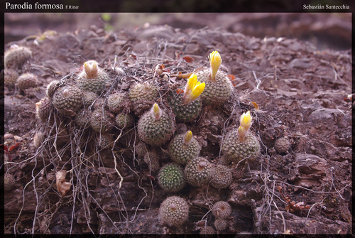 Parodia formosa