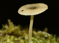 Entoloma rodwayi