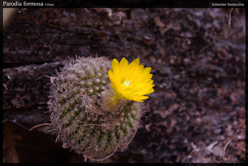 Parodia formosa
