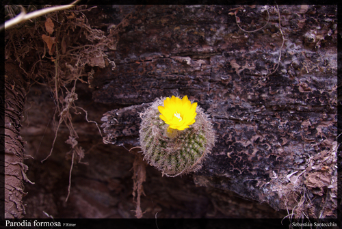 Parodia formosa