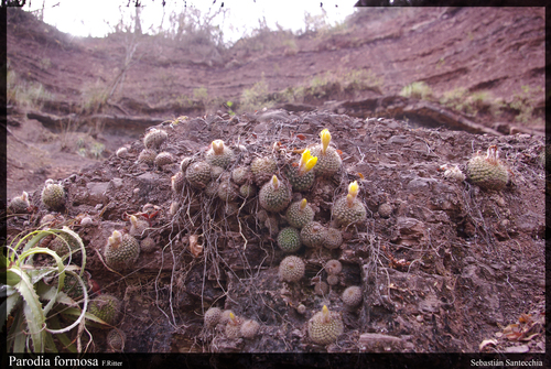 Parodia formosa