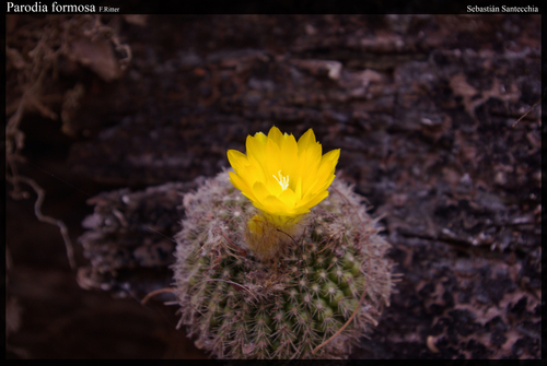 Parodia formosa