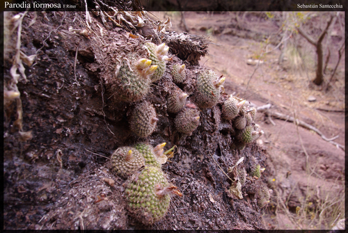 Parodia formosa