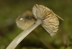 Entoloma rodwayi