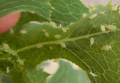 Acyrthosiphon lactucae