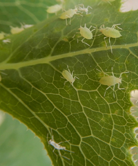 Acyrthosiphon lactucae