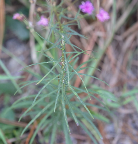 Image of Vernonia angustifolia by (c) Kim, some rights reserved (CC BY)