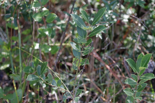 Image of Ilex coriacea by (c) Kim, some rights reserved (CC BY)