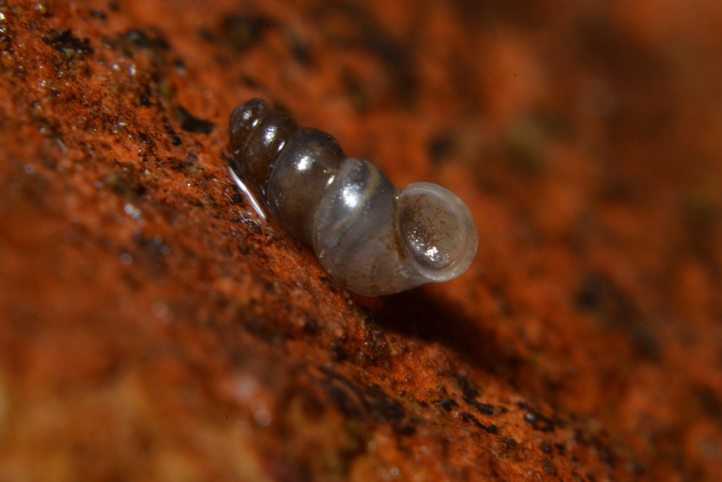 Bythinella cylindracea