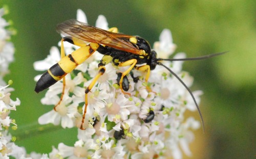 Ichneumon xanthorius, photo 3 of 10