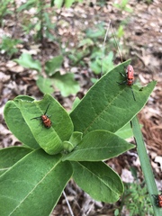 Tetraopes annulatus